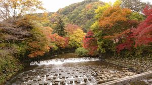 瑠璃光院の紅葉